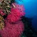seafan_cc_v_0705_png1678.jpg
